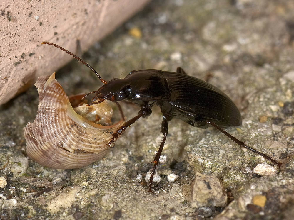 Calathus fuscipes graecus (cf.)